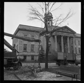 City Hall, Tree Removal