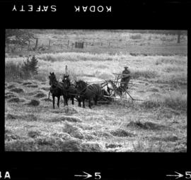 Mennonites