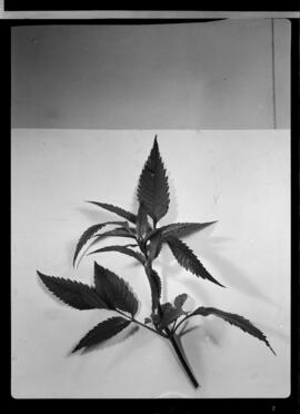 Marijuana