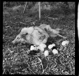 Rabbits and Dog, Jerry Hauck, 186 Breithaupt Street