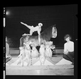 Circus, Kitchener Memorial Auditorium