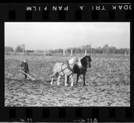 Mennonites Plowing