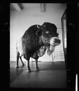 Buffalo, Waterloo Library