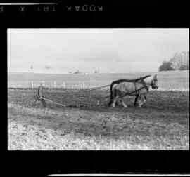 Mennonites Plowing