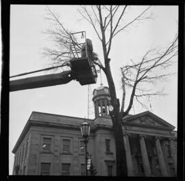 City Hall, Tree Removal