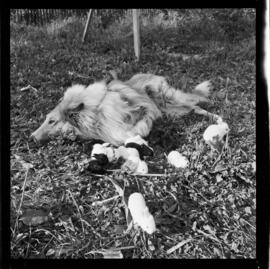 Rabbits and Dog, Jerry Hauck, 186 Breithaupt Street