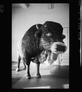 Buffalo, Waterloo Library