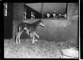 Ritzer Colt