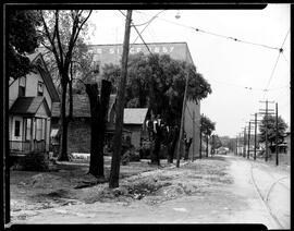 Caroline Street Tree Removal