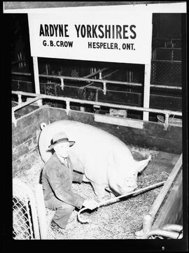 Royal Winter Fair