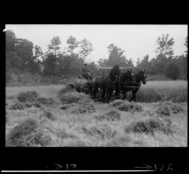 Mennonites