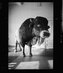 Buffalo, Waterloo Library