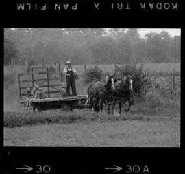 Mennonites