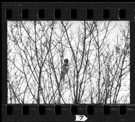 Cat Up a Tree