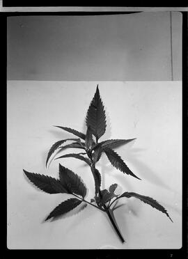 Marijuana
