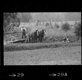 Mennonites