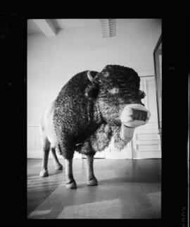 Buffalo, Waterloo Library