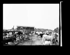 Listowel Fall Fair