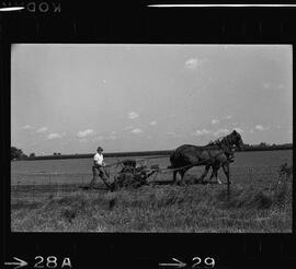 Mennonites