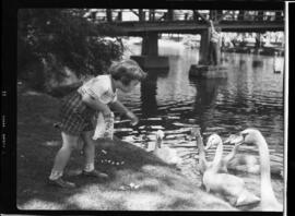 Victoria Park Swans