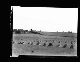 Haysville Harvest Scene