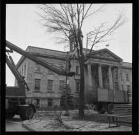 City Hall, Tree Removal