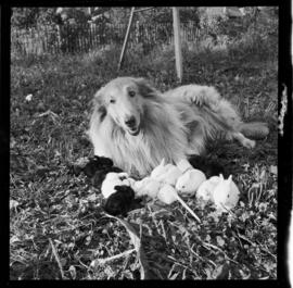 Rabbits and Dog, Jerry Hauck, 186 Breithaupt Street